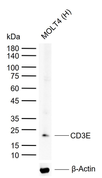 CD3E Recombinant Rabbit Monoclonal Antibody