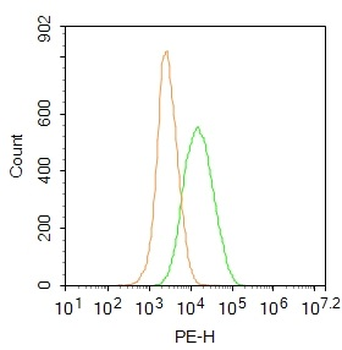 ENC1 Rabbit Polyclonal Antibody