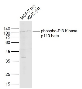 phospho-PI3 Kinase p110 beta (Ser1070) antibody