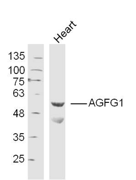 AGFG1 Rabbit Polyclonal Antibody