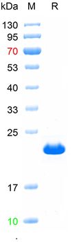 Recombinant human Calmodulin 1/2/3 protein, N-His
