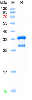Recombinant human OPRM1 protein, N-GST
