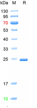 Recombinant human EMP-1 protein