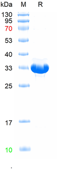 Recombinant mouse TAP1 protein, N-His