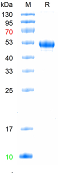 Recombinant human CD30 protein, N-His