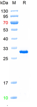 Recombinant Staphyloccocus aureus Enterotoxin type A protein, N-His