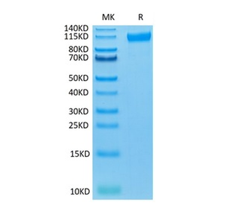 Recombinant human VEGFR1 protein, C-His-Avi (HEK293), Biotin conjugated