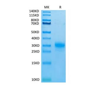 Recombinant human TSLP protein (R127A, R130A), C-His-Avi (HEK293), Biotin conjugated