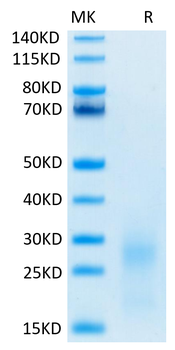 Recombinant human TSLP protein, C-His-Avi (HEK293), Biotin conjugated