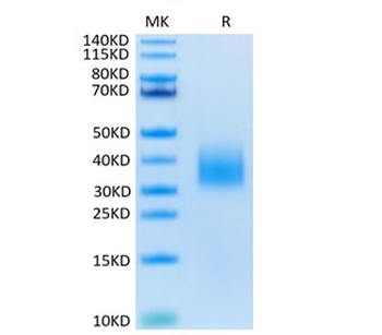 Recombinant human Trem2 protein, C-His-Avi (HEK293), Biotin conjugated