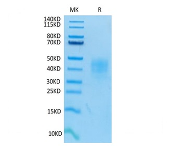 Recombinant human TNFRSF10D protein, C-His-Avi (HEK293), Biotin conjugated
