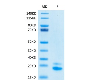 Recombinant human DR5 protein, C-His-Avi (HEK293), Biotin conjugated