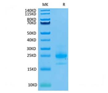 Recombinant human DR4 protein, C-His-Avi (HEK293), Biotin conjugated