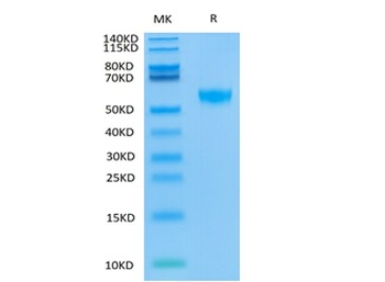 Recombinant human SIGLEC8 protein, C-His-Avi (HEK293), Biotin conjugated