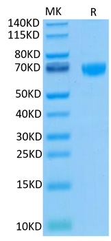 Recombinant human PD-1 protein, C-hFc-Avi (HEK293), Biotin conjugated
