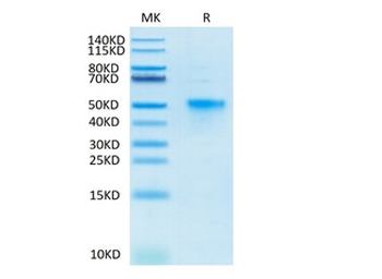 Recombinant human TNFRSF4 protein, C-His-Avi (HEK293), Biotin conjugated
