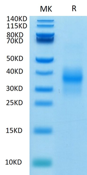 Recombinant human NKG2D protein, N-His-Avi (HEK293), Biotin conjugated