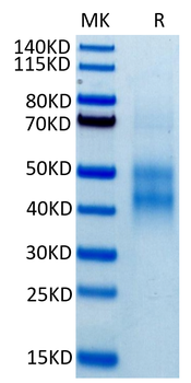 Recombinant human NKG2A / CD159a protein, N-His-Avi (HEK293), Biotin conjugated