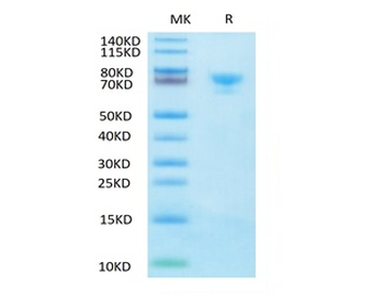 Recombinant human Mesothelin, C-hFc-Avi (HEK293), Biotin conjugated