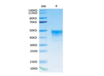 Recombinant human Mesothelin, C-His-Avi (HEK293), Biotin conjugated