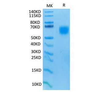 Recombinant human MICA protein, C-His-Avi (HEK293), Biotin conjugated