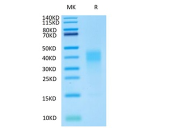 Recombinant human IL-13 protein, N-His-Avi (HEK293), Biotin conjugated