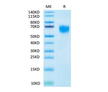 Recombinant human FGFR4 protein, C-His-Avi (HEK293), Biotin conjugated