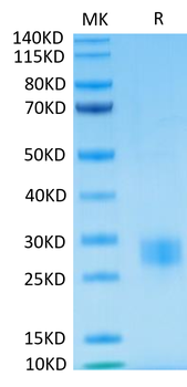 Recombinant human CTLA4 protein, C-His-Avi (HEK293), Biotin conjugated