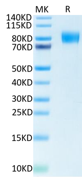 Recombinant human CSF1R protein, C-His-Avi (HEK293), Biotin conjugated