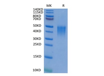 Recombinant human/Cyn. monkey/rhesus macaque CD28 protein, N-His-Avi (HEK293), Biotin conjugated