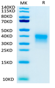 Recombinant human CD79B protein, C-His-Avi (HEK293), Biotin conjugated