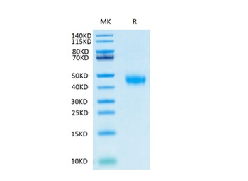 Recombinant human CD122 / IL2RB protein, C-His-Avi (HEK293), Biotin conjugated