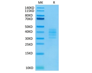Recombinant human BCMA (Trimer) protein, C-His-Avi (HEK293), Biotin conjugated