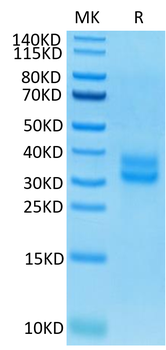 Recombinant human TNFRSF9 protein, C-His-Avi (HEK293), Biotin conjugated