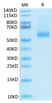 Recombinant human TNFSF13B (Trimer) protein, N-His-Avi (HEK293), Biotin conjugated