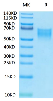 Recombinant human CD86 / B7-2 protein, C-His-Avi (HEK293), Biotin conjugated