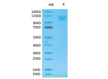 Recombinant Cyn. monkey ACE2 protein, C-His-Avi (HEK293), Biotin conjugated