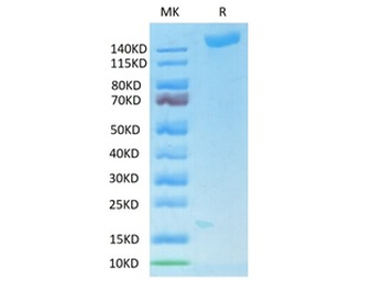 Recombinant SARS-Cov-2 Spike trimer protein, His & Avi (HEK293), Biotin conjugated