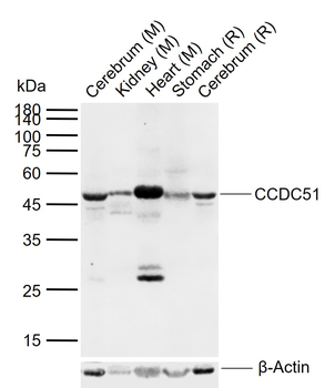CCDC51 Rabbit Polyclonal Antibody