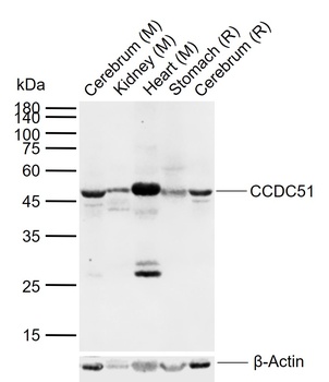 CCDC51 antibody