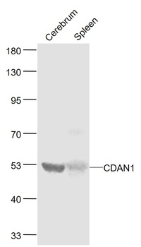 CDAN1 antibody