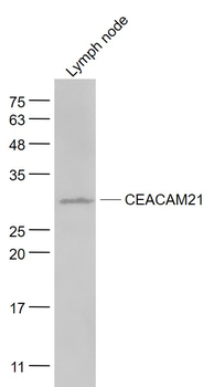 CEACAM21 Rabbit Polyclonal Antibody