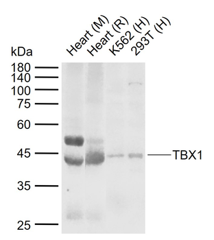 TBX1 Rabbit Polyclonal Antibody