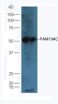 FAM134C Rabbit Polyclonal Antibody