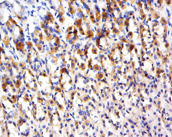 CCDC136 Rabbit Polyclonal Antibody