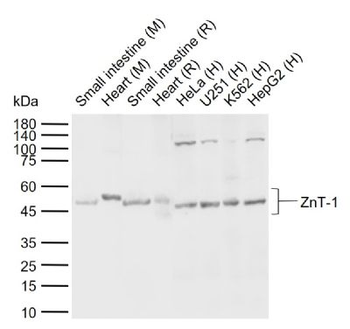 ZnT-1 Rabbit Polyclonal Antibody