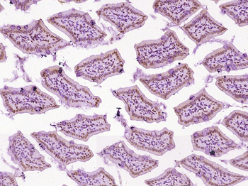 EGR3 Rabbit Polyclonal Antibody