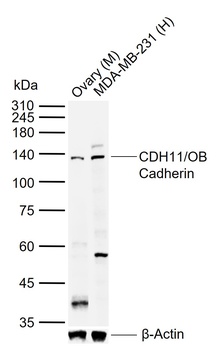 CDH11 antibody