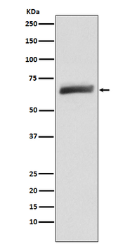 USP22 Recombinant Rabbit Monoclonal Antibody