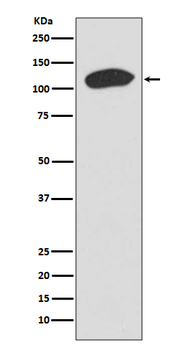 TRIM28 Recombinant Rabbit Monoclonal Antibody